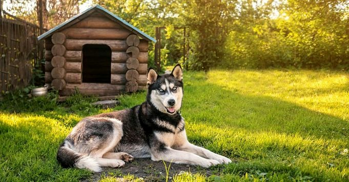 15 Outdoor-Hunde, Die Es Lieben, Draußen Zu Leben