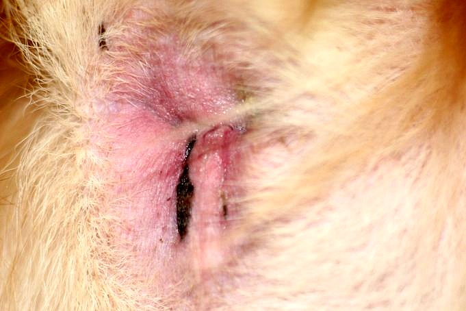8 Ursachen Für Rosa Verfärbungen Auf Den Lippen Des Hundes