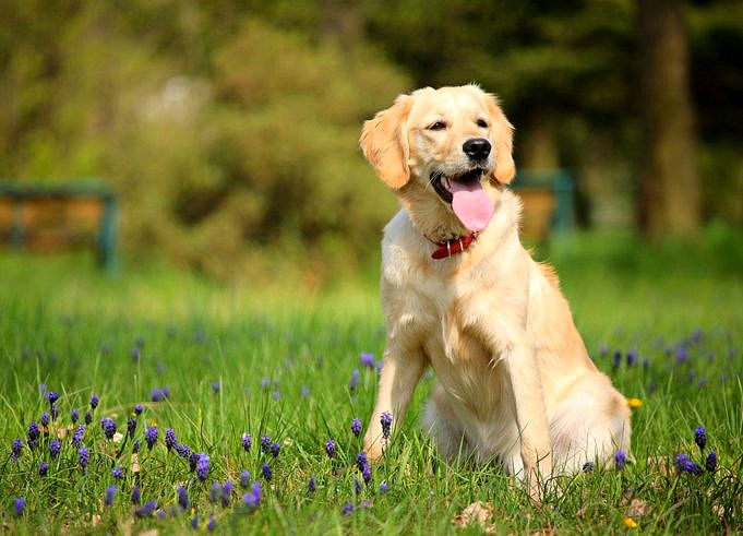Schweres Hecheln Des Hundes. 13 Ursachen Und Wie Man Sie Verhindert
