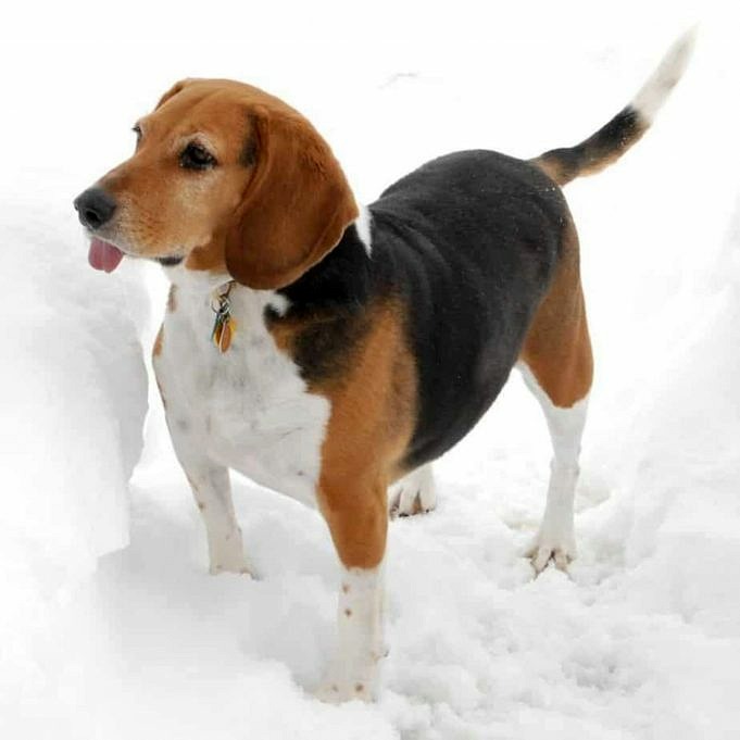 Sind Beagles Hypoallergen? Alles Was Du Wissen Musst!