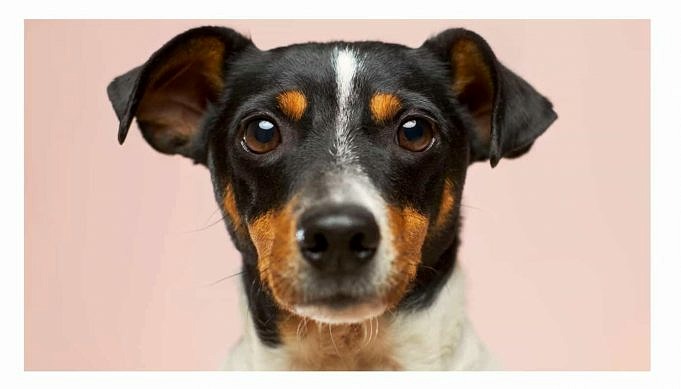 Wie Oft Sollten Sie Die Nagelknipser Für Hunde Ersetzen?